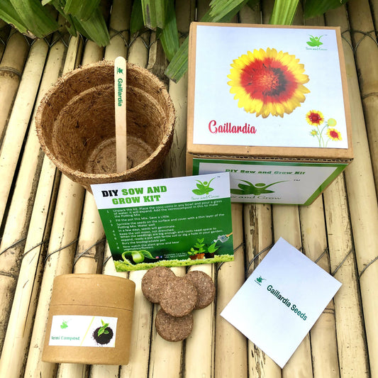 DIY Gardening Kit of Gaillardia (Grow it Yourself Flower Kit)
